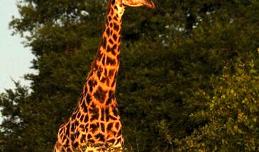 African Safari Guru - Misava Safari Camp - Klaserie Game Reserve - Greater Kruger National Park - South Africa - wildlife-giraffe-klaserie