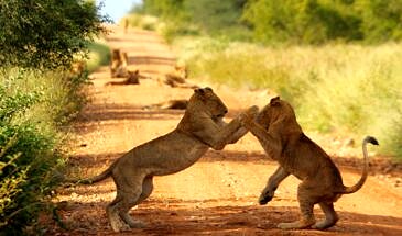 African Safari Guru - Misava Safari Camp - Klaserie Game Reserve - Greater Kruger National Park - South Africa - wildlife-lions