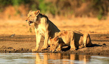 African Safari Guru - Kavinga Safari Camp - Mana Pools National Park - Zimbabwe - Wildlife