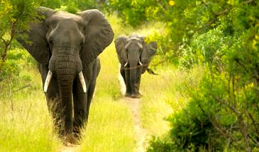 African Safari Guru - Misava Safari Camp - Klaserie Game Reserve - Greater Kruger National Park - South Africa - wildlife-elephant