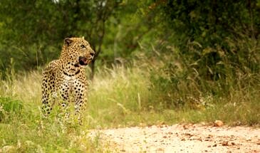 African Safari Guru - Misava Safari Camp - Klaserie Game Reserve - Greater Kruger National Park - South Africa - wildlife-leopard