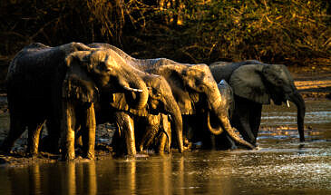 African Safari Guru - Zambezi Expeditions Camp - Mana Pools National Park - Zimbabwe - Kanga Pan - Wildlife