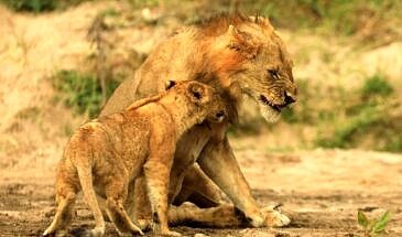 African Safari Guru - Kavinga Safari Camp - Mana Pools National Park - Zimbabwe - WIldlife