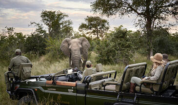 African Safari Guru - Royal Malewane Lodge - Thornybush Game Reserve - Wildlife