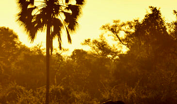 African Safari Guru - Zambezi Expeditions Camp - Mana Pools National Park - Zimbabwe - Wildlife