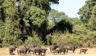 African Safari Guru - Zambezi Expeditions Camp - Mana Pools National Park - Zimbabwe - Wildlife