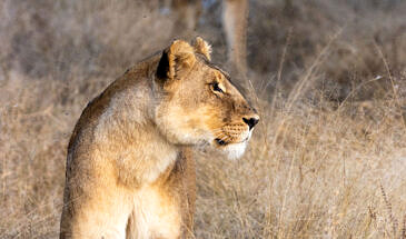 African Safari Guru - Zambezi Expeditions Camp - Mana Pools National Park - Zimbabwe - Wildlife