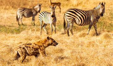 African Safari Guru - Zambezi Expeditions Camp - Mana Pools National Park - Zimbabwe - Wildlife
