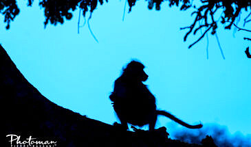 African Safari Guru - Zambezi Expeditions Camp - Mana Pools National Park - Zimbabwe - Wildlife