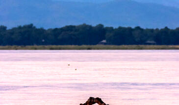 African Safari Guru - Zambezi Expeditions Camp - Mana Pools National Park - Zimbabwe - Wildlife
