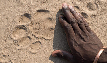 African Safari Guru - Zambezi Expeditions Camp - Mana Pools National Park - Zimbabwe - Wildlife - Lion Spoor