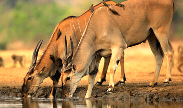 African Safari Guru - Kavinga Safari Camp - Mana Pools National Park - Zimbabwe - Wildlife