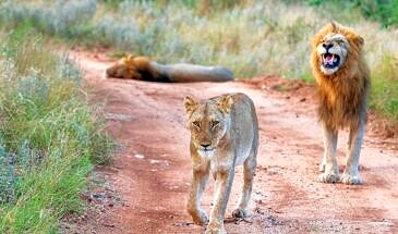 African Safari Guru - Misava Safari Camp - Klaserie Game Reserve - Greater Kruger National Park - South Africa - wildlife-lion