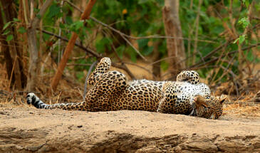 African Safari Guru - Kavinga Safari Camp - Mana Pools National Park - Zimbabwe - Wildlife