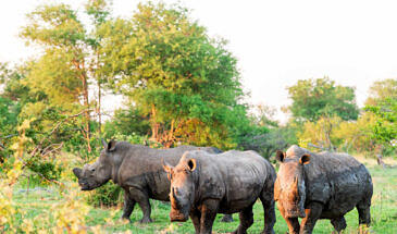 African Safari Guru - Simbavati River Lodge - Timbavati Game Reserve - Greater Kruger National Park - South Africa - Wildlife