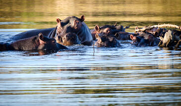 African Safari Guru - Simbavati River Lodge - Timbavati Game Reserve - Greater Kruger National Park - South Africa - Wildlife