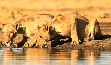 African Safari Guru - Kavinga Safari Camp - Mana Pools National Park - Zimbabwe - Wildlife