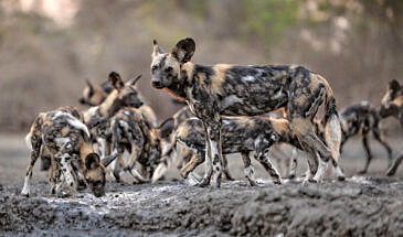 African Safari Guru - Zambezi Expeditions Camp - Mana Pools National Park - Zimbabwe - Wildlife