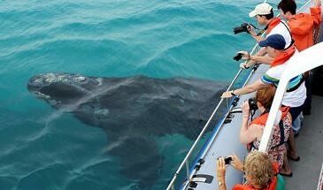 African Safari Guru - Birkenshead House - Hermanus - Cape Town - Marine Whale Watching