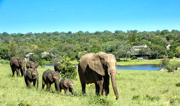 African Safari Guru - Chitwa Chitwa Lodge - Sabi Sands Game Reserve - Dinner