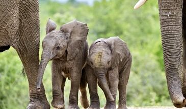 elephants_-_rudi_hulshof