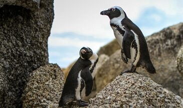 fungai-tichawangana-u6aaqyyjqeu-unsplash