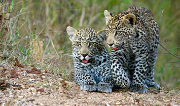 African Safari Guru - Simbavati River Lodge - Timbavati Game Reserve - Greater Kruger National Park - South Africa - Wildlife