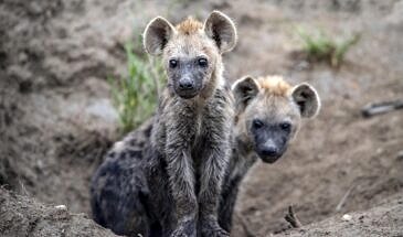 African Safari Guru - Simbavati River Lodge - Timbavati Game Reserve - Greater Kruger National Park - South Africa - Wildlife