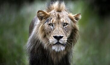 African Safari Guru - Simbavati River Lodge - Timbavati Game Reserve - Greater Kruger National Park - South Africa - Wildlife