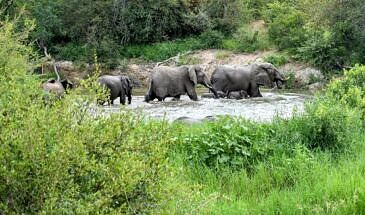 African Safari Guru - Simbavati River Lodge - Timbavati Game Reserve - Greater Kruger National Park - South Africa - Wildlife