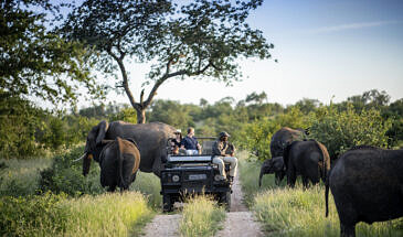 African Safari Guru - Simbavati River Lodge - Timbavati Game Reserve - Greater Kruger National Park - South Africa - Wildlife