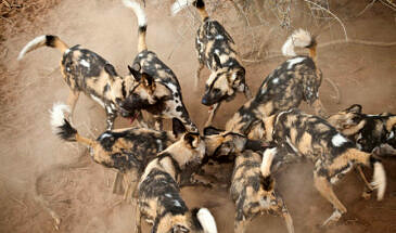 African Safari Guru - Simbavati River Lodge - Timbavati Game Reserve - Greater Kruger National Park - South Africa - Wildlife