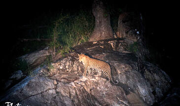 African Safari Guru - Simbavati River Lodge - Timbavati Game Reserve - Greater Kruger National Park - South Africa - Wildlife