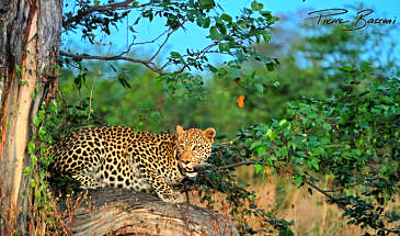African Safari Guru - Zambezi Expeditions Camp - Mana Pools National Park - Zimbabwe - Wildlife